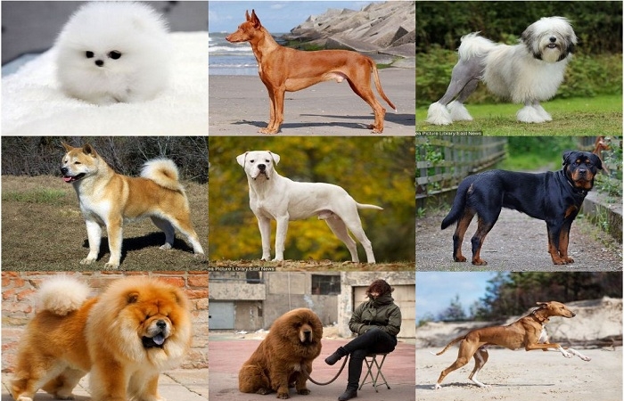 Năm Mậu Tuất: Điểm danh những giống chó đắt đỏ nhất thế giới