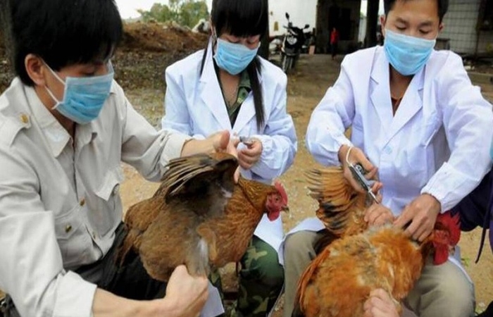 Trung Quốc xuất hiện ca cúm gia cầm H10N3 đầu tiên trên người, WHO vẫn chưa tìm được nguồn lây