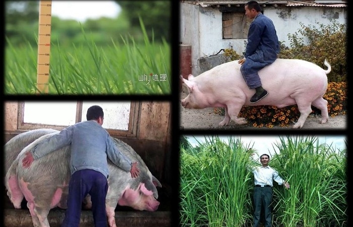 Sau lợn ‘khổng lồ’, nông dân Trung Quốc sắp thu hoạch giống lúa cao 2m