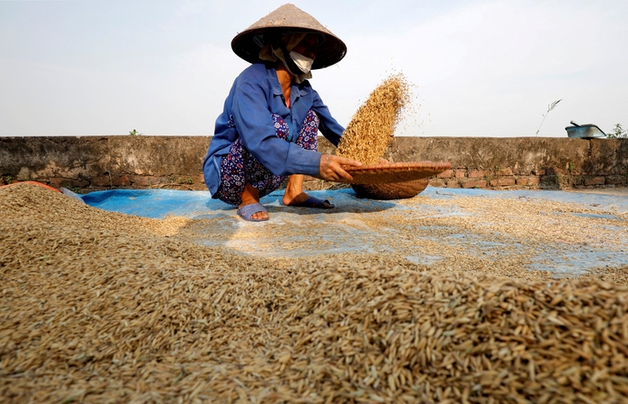 Giá gạo châu Á phá đỉnh 15 năm, dự báo tăng thêm 100 USD/tấn