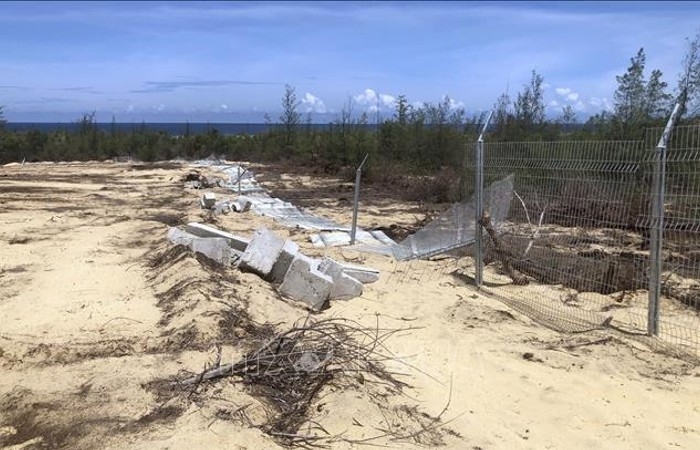 Kiểm tra, xử lý vụ phá hơn 5ha rừng phòng hộ ven biển ở Bình Định