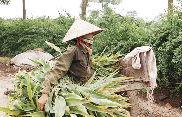 12 quận, huyện của Hà Nội không có hộ nghèo theo chuẩn mới