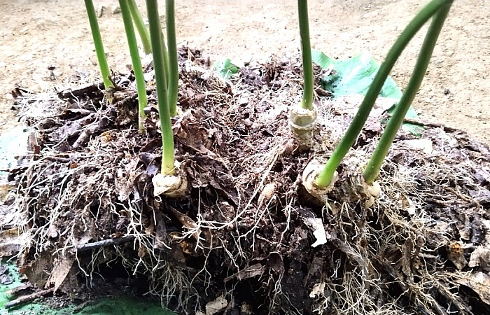 Cây sâm Ngọc Linh được rao bán gần 800 triệu đồng: Tiết lộ từ chủ cây