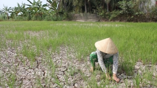 Nông dân châu Á và Việt Nam cần thích ứng trước nhiễm mặn và biến đổi khí hậu