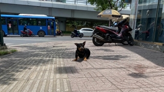 Bệnh dại gia tăng, TP.HCM ra khuyến cáo