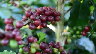 Cà phê Robusta, Arabica đồng loạt tăng giá sốc