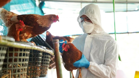 Virus A/H5N1 là chủng độc lực cao, dễ nhầm với cúm thông thường