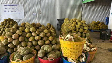 Tiểu thương chỉ cách phân biệt sầu riêng chín tự nhiên và 'tắm' hóa chất