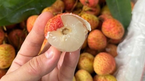 Vải u hồng đầu mùa giá cao kỷ lục vẫn ‘cháy’ hàng
