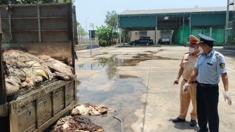 Thanh Hoá: Tiêu huỷ gần 5.000 kg da trâu, bò bốc mùi không rõ nguồn gốc