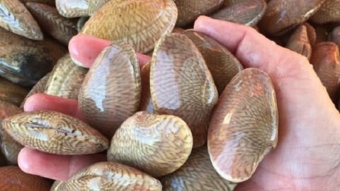 Xuất khẩu nhuyễn thể có vỏ tăng mạnh, mở rộng thị trường sang Trung Quốc