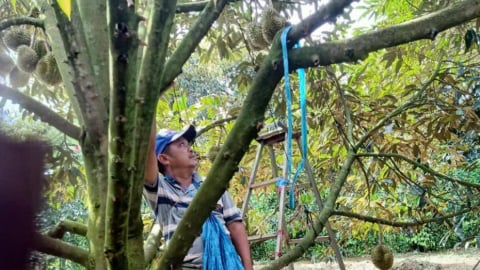 Sầu riêng nghi nhiễm kim loại nặng cadimi, người trồng lao đao