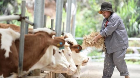 Cú lừa nuôi bò tinh vi chiếm đoạt 1.800 tỷ đồng của nhà đầu tư