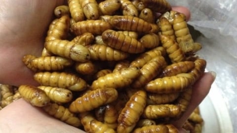 Bệnh nhân sốc phản vệ độ 3 sau khi ăn nhộng tằm tại Lào Cai
