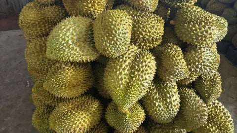 Kiến nghị làm rõ trách nhiệm vụ sầu riêng dư lượng Cadimi 