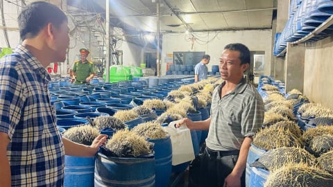 Lào Cai: 2 cơ sở dùng hóa chất cấm sản xuất gần 350 tấn giá đỗ
