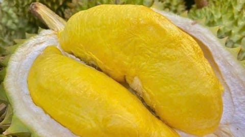9 biện pháp thúc đẩy xuất khẩu sầu riêng