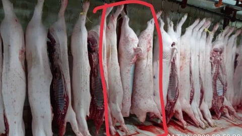 'Người tố C.P. Việt Nam' tung thêm ảnh heo đầy đốm lạ