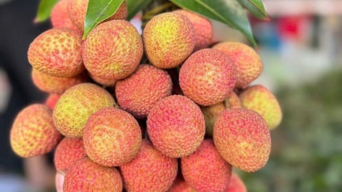 Vải thiều đầu mùa giá gần 80.000 đồng/kg