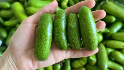 Bơ ‘ngón tay’ giá  150.000 đồng/kg vẫn cháy hàng
