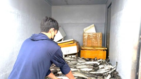 Quảng Trị: Cá lồng bè chết hàng loạt do ảnh hưởng bão số 1