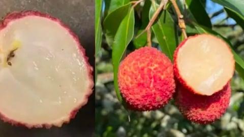 Vải không hạt Trung Quốc thế nào mà về Việt Nam giá 700.000 đồng/kg?