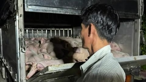 Phát hiện xe chở 120 con heo không giấy kiểm dịch từ Cần Thơ về Bạc Liêu