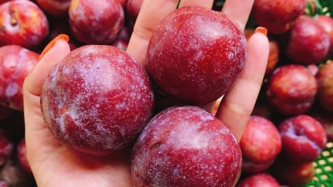 Mận hậu vào mùa: Chỗ giảm, nơi vẫn giữ giá cao