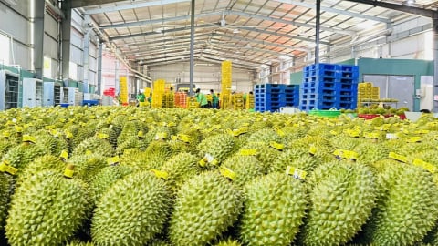 Xuất khẩu rau quả bật tăng trở lại, Mỹ và Đông Bắc Á thành điểm sáng