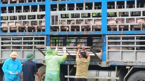 Phú Thọ: Phát hiện xe chở gần 200 con lợn nhiễm dịch tả châu Phi