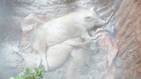 Quảng Trị tiêu hủy hơn 100 tấn lợn nhiễm dịch tả châu Phi