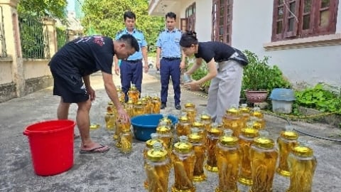 Thanh Hóa: Tiêu hủy 142 lít rượu sâm không rõ nguồn gốc, phạt hơn 60 triệu đồng