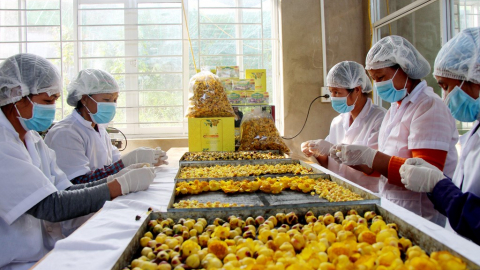 Quảng Ninh: Trà hoa vàng Ba Chẽ giúp dân thoát nghèo