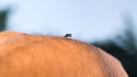 Trung Quốc bùng phát bệnh truyền nhiễm Chikungunya, không có thuốc đặc trị