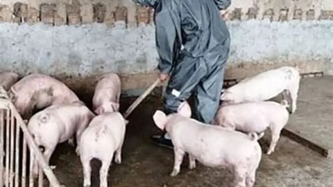 Ngăn dịch tái bùng phát, không để giá thịt lợn tăng đột biến