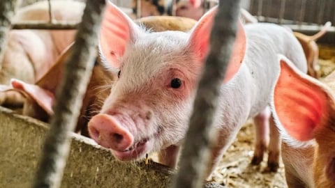 
Lỡ ăn phải thịt lợn nhiễm dịch tả lợn châu Phi có sao không?