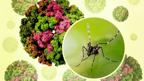 Việt Nam chưa ghi nhận ca mắc Chikungunya