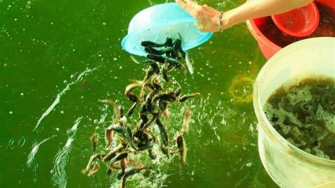 Lời cầu xin của những sinh linh bé nhỏ trong mùa Vu Lan