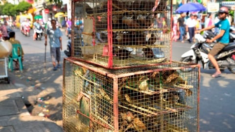 8 sai lầm cần tránh khi phóng sinh mùa Vu Lan