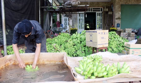 Chuối sốt giá, thương lái tranh mua