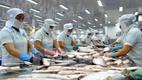 Trung Quốc đẩy mạnh nuôi cá tra, doanh nghiệp Việt cần chuyển hướng xuất khẩu