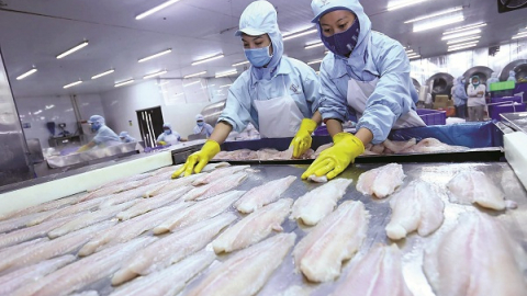 Mỹ chính thức công nhận chuẩn ATTP của cá tra Việt Nam