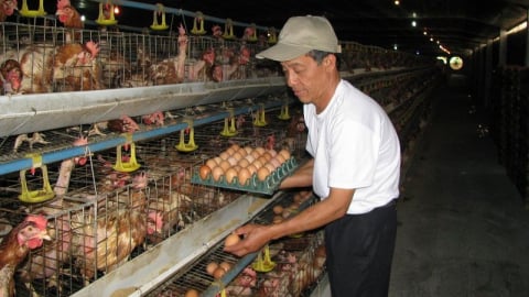 Người bán thở phào, người mua an tâm vì thông tin 'không có trứng giả'
