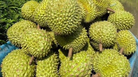 Tín hiệu mừng cho sầu riêng Việt Nam bứt tốc xuất khẩu