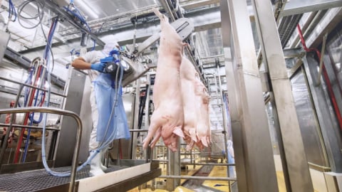 Xử lý nghiêm việc giết mổ lợn chết, bệnh mang đi tiêu thụ