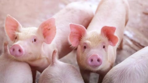 Vốn hoá Dabaco, Masan MEATLife tăng hàng nghìn tỷ giữa lùm xùm heo bệnh của C.P