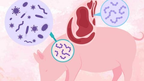 Bộ Y tế khuyến cáo người dân không ăn tiết canh, tiêu thụ lợn mắc bệnh