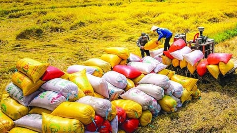 Việt Nam vượt Thái Lan, trở thành nước xuất khẩu gạo lớn thứ hai thế giới