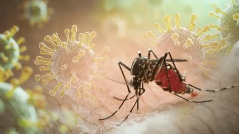 Dịch chikungunya lan rộng, hơn 240.000 ca mắc trên toàn cầu