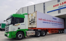 30 container chuối trị giá hơn nửa triệu “đô” được xuất khẩu từ Quảng Nam